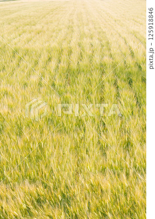 小麦畑 125918846