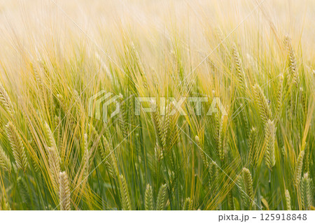 小麦畑 小麦畑 125918848