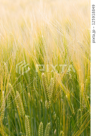 小麦畑 125918849