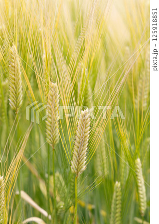 小麦畑 小麦畑 125918851