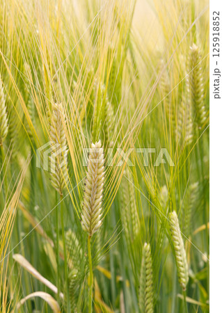 小麦畑 125918852