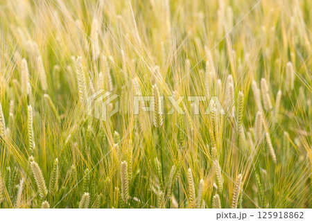 小麦畑 125918862
