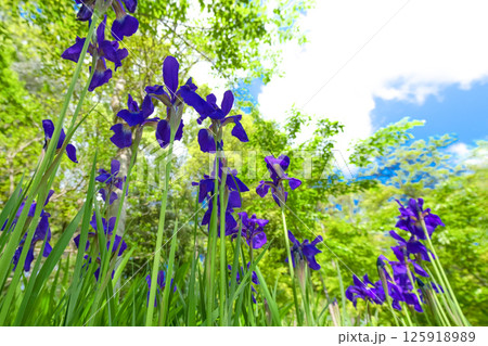森に咲くアヤメ 森に咲くアヤメ 125918989