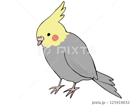 色とりどり オカメインコ 色とりどり オカメインコ 125919032