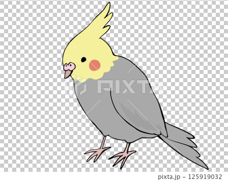 色とりどり オカメインコ 色とりどり オカメインコ 125919032