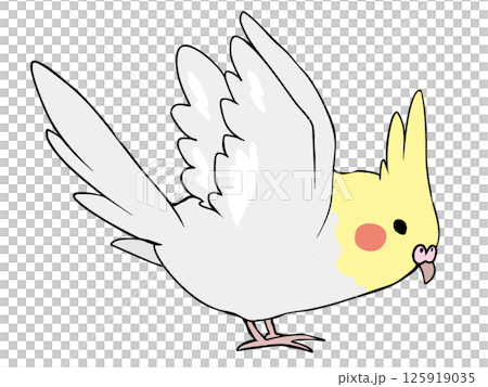 多彩的玄鳳鸚鵡黃化飛行 多彩的玄鳳鸚鵡黃化飛行 125919035