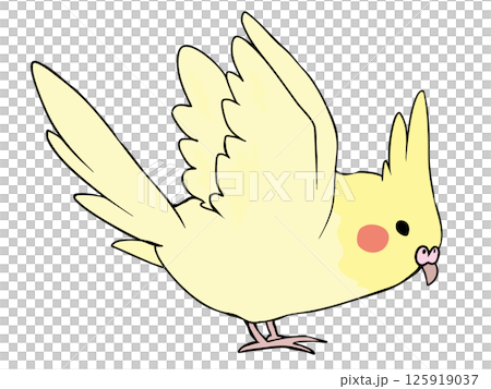 色とりどり オカメインコ イエロー 飛ぶ 125919037