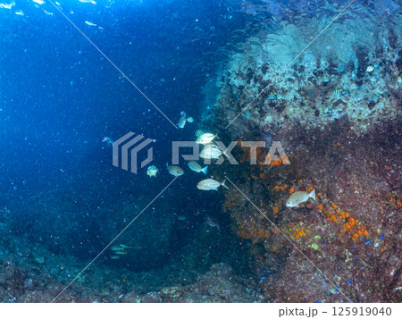 美しいギンガメアジの幼魚の群れ。ヒリゾ浜中木南伊豆町伊豆半島静岡県2024 125919040