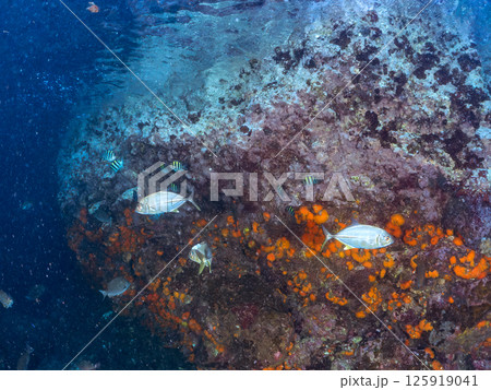 美しいギンガメアジの幼魚の群れ。ヒリゾ浜中木南伊豆町伊豆半島静岡県2024 125919041