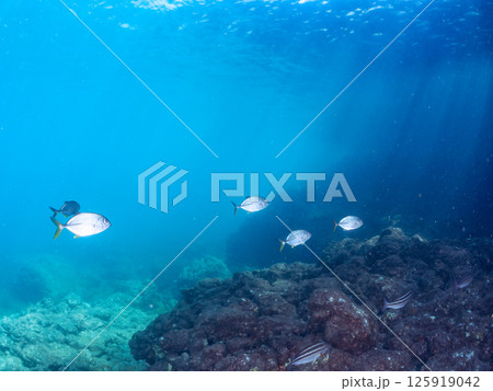 美しいギンガメアジの幼魚の群れ。ヒリゾ浜中木南伊豆町伊豆半島静岡県2024 125919042