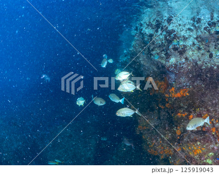 美しいギンガメアジの幼魚の群れ。ヒリゾ浜中木南伊豆町伊豆半島静岡県2024 125919043