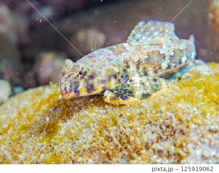 可愛いコウワンテグリ。ヒリゾ浜中木南伊豆町伊豆半島静岡県2024 125919062