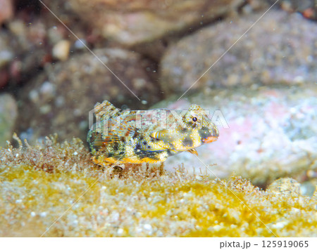 可愛いコウワンテグリ。ヒリゾ浜中木南伊豆町伊豆半島静岡県2024 125919065