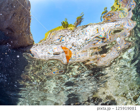 上手く擬態して水面を泳ぐナンヨウツバメウオの幼魚。ヒリゾ浜中木南伊豆町伊豆半島静岡県2024 125919081