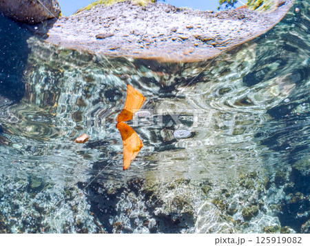 上手く擬態して水面を泳ぐナンヨウツバメウオの幼魚。ヒリゾ浜中木南伊豆町伊豆半島静岡県2024 125919082