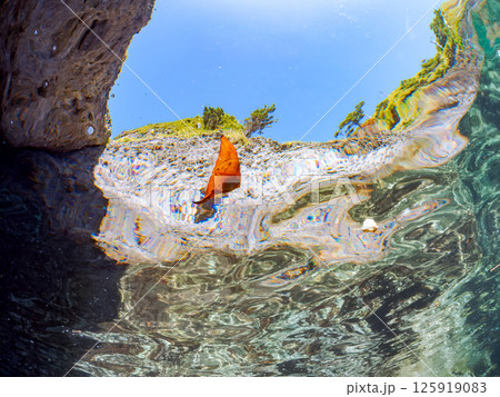 上手く擬態して水面を泳ぐナンヨウツバメウオの幼魚。ヒリゾ浜中木南伊豆町伊豆半島静岡県2024 125919083