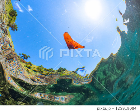 上手く擬態して水面を泳ぐナンヨウツバメウオの幼魚。ヒリゾ浜中木南伊豆町伊豆半島静岡県2024 上手く擬態して水面を泳ぐナンヨウツバメウオの幼魚。ヒリゾ浜中木南伊豆町伊豆半島静岡県2024 125919084