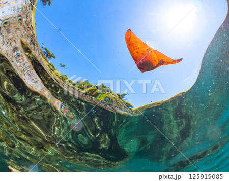 上手く擬態して水面を泳ぐナンヨウツバメウオの幼魚。ヒリゾ浜中木南伊豆町伊豆半島静岡県2024 上手く擬態して水面を泳ぐナンヨウツバメウオの幼魚。ヒリゾ浜中木南伊豆町伊豆半島静岡県2024 125919085