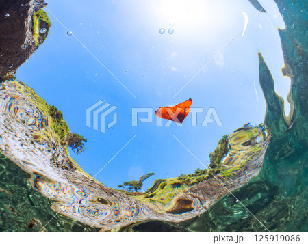 上手く擬態して水面を泳ぐナンヨウツバメウオの幼魚。ヒリゾ浜中木南伊豆町伊豆半島静岡県2024 上手く擬態して水面を泳ぐナンヨウツバメウオの幼魚。ヒリゾ浜中木南伊豆町伊豆半島静岡県2024 125919086