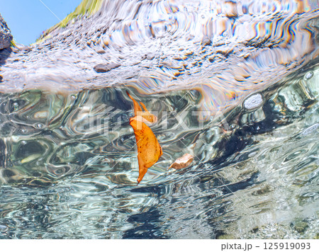 上手く擬態して水面を泳ぐナンヨウツバメウオの幼魚。ヒリゾ浜中木南伊豆町伊豆半島静岡県2024 125919093