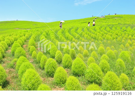夏のコキア・見晴らしの丘 夏のコキア・見晴らしの丘 125919116
