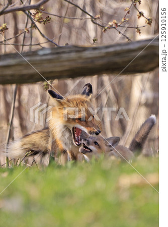 Red foxes cubs playing on the grass, Canada Red foxes cubs playing on the grass, Canada 125919156