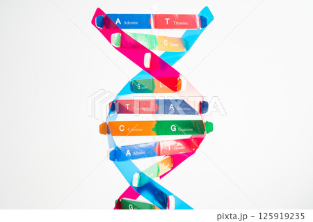 DNA or Deoxyribonucleic acid double helix chains structure. 125919235