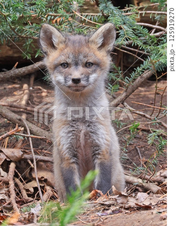 Red fox cub portrait in the forest, Canada Red fox cub portrait in the forest, Canada 125919270