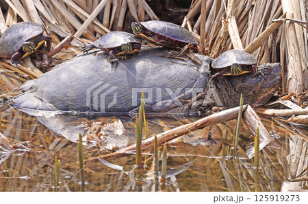 Snapping turtle with painted turtles on its back Snapping turtle with painted turtles on its back 125919273