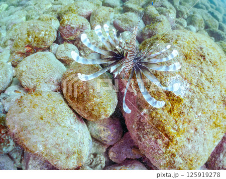 大きなハナミノカサゴ。ソラスズメダイ他の群れを狙っている。ヒリゾ浜中木南伊豆町伊豆半島静岡県2024 125919278