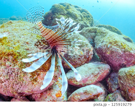 大きなハナミノカサゴ。ソラスズメダイ他の群れを狙っている。ヒリゾ浜中木南伊豆町伊豆半島静岡県2024 大きなハナミノカサゴ。ソラスズメダイ他の群れを狙っている。ヒリゾ浜中木南伊豆町伊豆半島静岡県2024 125919279