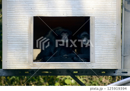 フクロテナガザル 125919394