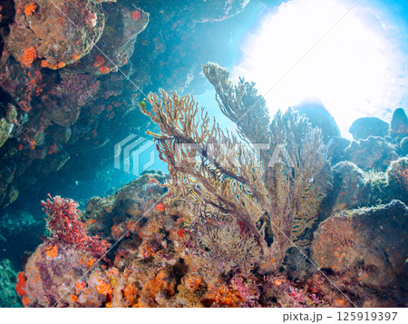 逆光のイソバナ、イボヤギ、カイメン他のソフトコーラル群。ヒリゾ浜中木南伊豆町伊豆半島静岡県2024 125919397