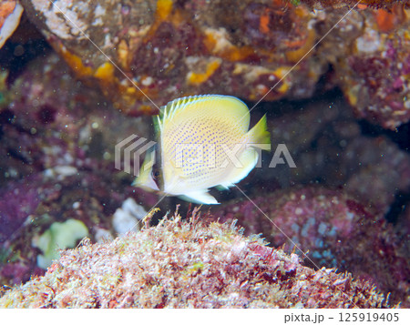 可愛いゴマチョウチョウウオ(チョウチョウウオ科)の幼魚。ヒリゾ浜中木南伊豆町伊豆半島静岡県2024 可愛いゴマチョウチョウウオ(チョウチョウウオ科)の幼魚。ヒリゾ浜中木南伊豆町伊豆半島静岡県2024 125919405