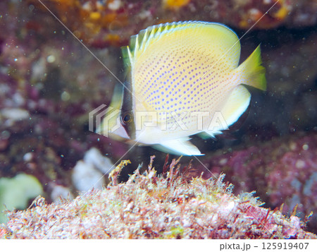 可愛いゴマチョウチョウウオ（チョウチョウウオ科）の幼魚。ヒリゾ浜中木南伊豆町伊豆半島静岡県2024 125919407