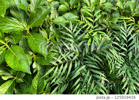 花壇に植えられた緑、ホソバヒイラギナンテン、アジサイ 125919438