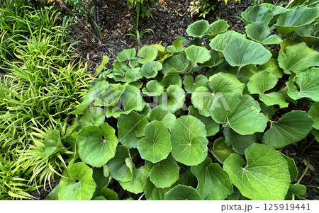 花壇に植えられた緑、ツワブキ、ヤブラン 125919441