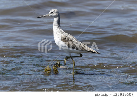 アオアシシギ 125919507