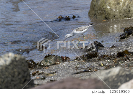 アオアシシギ 125919509