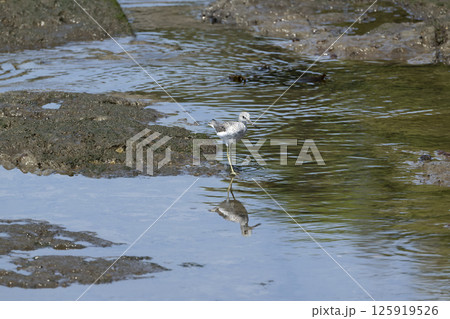 アオアシシギ 125919526