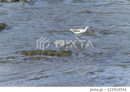 キアシシギ 125919541
