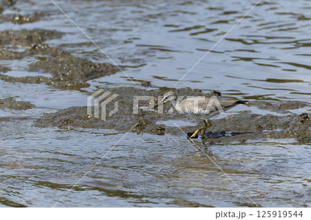 キアシシギ キアシシギ 125919544