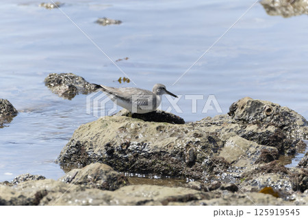 キアシシギ 125919545