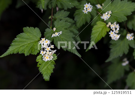 コゴメウツギ 125919551