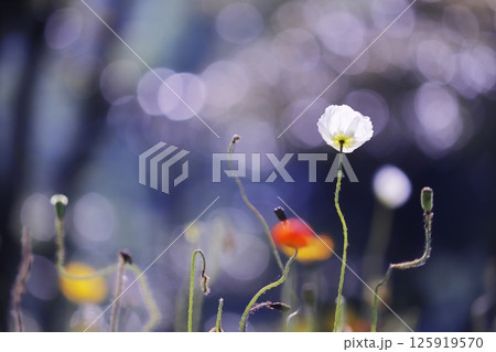 光を浴びるカラフルなポピーの花 光を浴びるカラフルなポピーの花 125919570