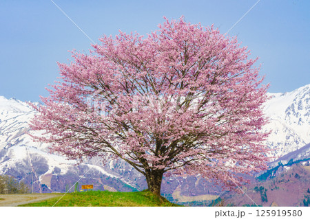 野平の一本桜と北アルプス　長野県白馬村  125919580