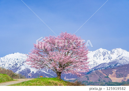 野平の一本桜と北アルプス　長野県白馬村  125919582