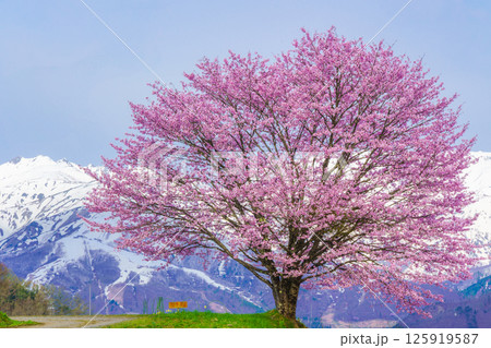 野平の一本桜と北アルプス　長野県白馬村  125919587
