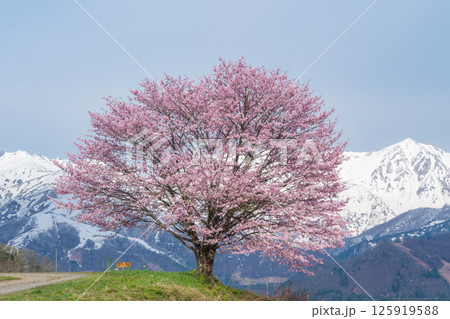 野平の一本桜と北アルプス 長野県白馬村 野平の一本桜と北アルプス 長野県白馬村 125919588