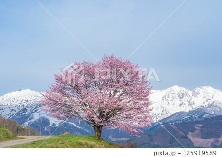 野平の一本桜と北アルプス　長野県白馬村  125919589